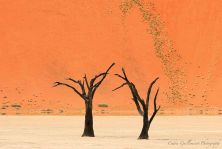 courtship - sossusvlei namibia.jpg